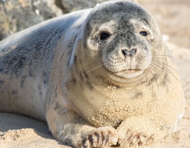 Miniatura: Fok nad Bałtykiem nie brakuje. Wiemy,...