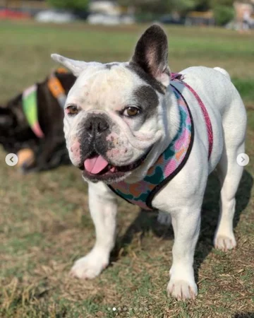 Buldog Lady Gagi 