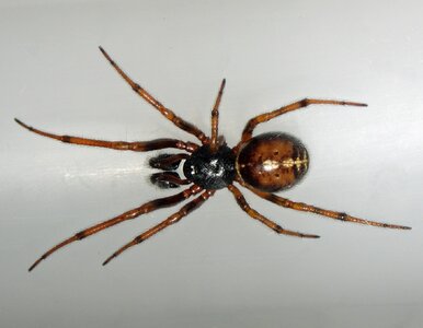 Miniatura: Pająki w domu? Posyp to w kątach, a znikną...