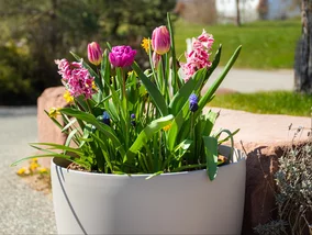 Miniatura: Tulipany na dół, krokusy na górę. Ten...