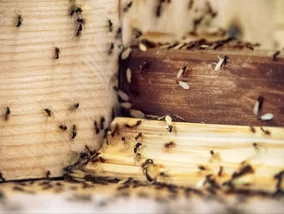 Miniatura: Gdy mrówki wybierają doniczkę, coś jest...