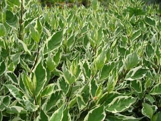 Żywopłot z derenia białego, Cornus alba