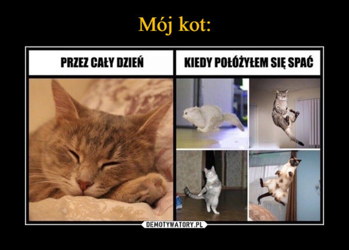 Memy z kotami w roli głównej 