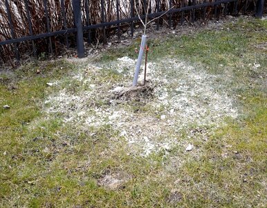 Miniatura: Zrób to w lutym, a trawnik zachwyci...