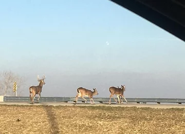 Spłoszone jelenie skaczą z mostu 