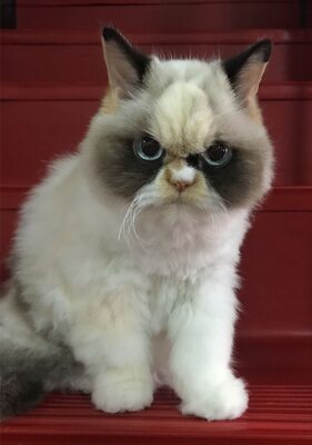 Miniatura: Meow Meow – kot, który wygląda jak Grumpy Cat