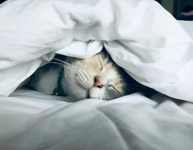 Miniatura: Ile powinien spać kot? Takie zachowanie to...