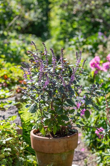 Bazylia kwiatowa Kwitnąca bazylia