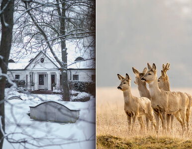 Miniatura: Tutaj odnajdziesz spokój zimą. To tylko...