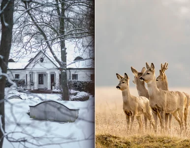 Miniatura: Tutaj odnajdziesz spokój zimą. To tylko...
