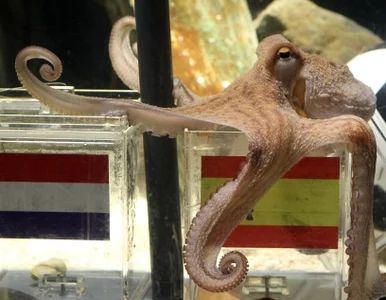 Miniatura: Paul idzie na emeryturę