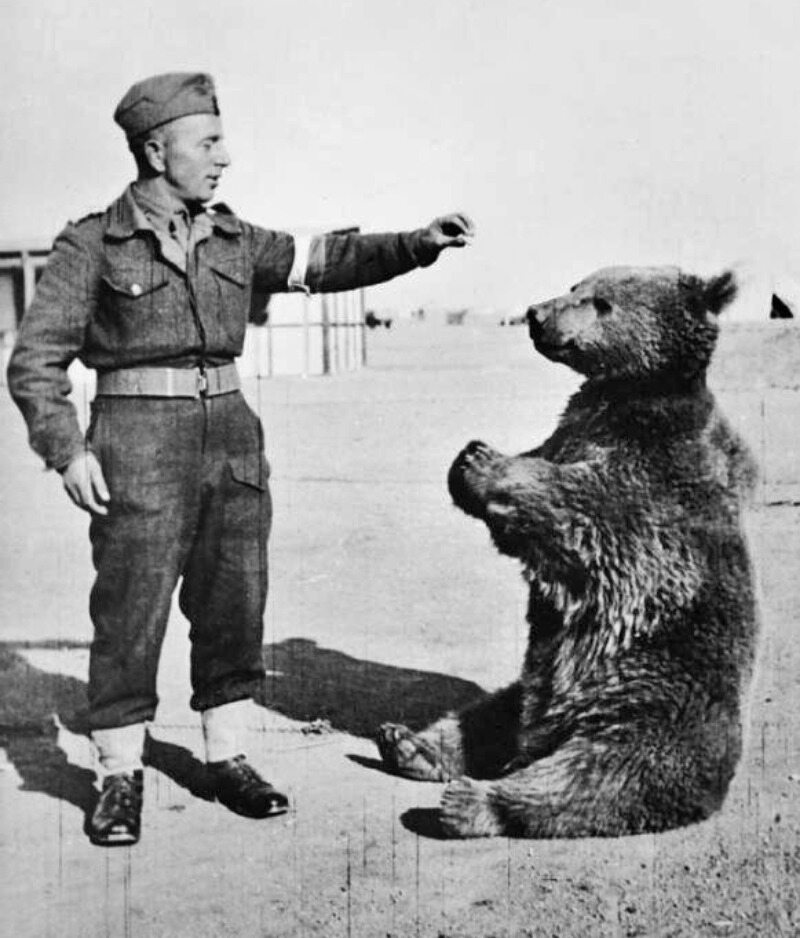 W której bitwie miał brać udział niedźwiedź „Wojtek”, pomagając w noszeniu amunicji?