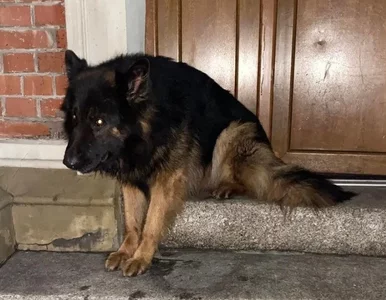 Miniatura: Dolny Śląsk. Pies był przerażony hukiem...