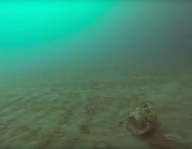 Miniatura: Naukowcy nie podejrzewali, że może przeżyć...