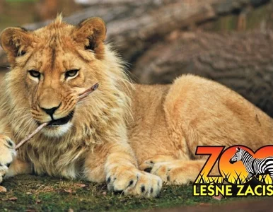 Miniatura: Jedyne ZOO w świętokrzyskim pilnie prosi o...