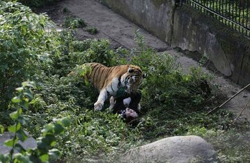Zaatakowana pracownica zoo