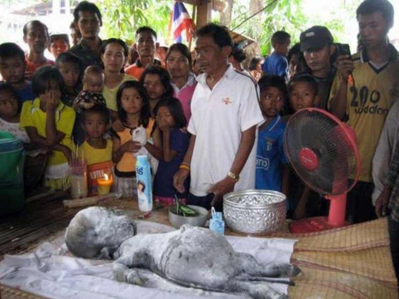 5. Dziwne stworzenie z Tajlandii W 2007 roku w sieci pojawiła się seria zdjęć z ceremonii przeprowadzanej przez mieszkańców tajlandzkiej wioski. Według niektórych internautów był to pogrzeb jakiejś „istoty pozaziemskiej”. Inni pisali z kolei, że tajlandzcy wieśniacy czczą to stworzenie jako bóstwo. 

Okazało się, że w rzeczywistości stworzenie przedstawione na zdjęciu to... zdeformowana krowa. Mieszkańcom przypominała ona człowieka do tego stopnia, że nadali jej boskie cechy i nie chcieli jej zjeść. Zamiast tego, odprawili specjalną ceremonię...