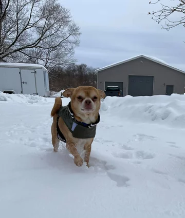 Chihuahua o imieniu Prancer 