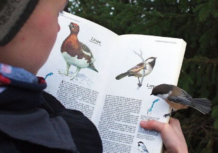 Ten sam ptak w książce i na żywo 