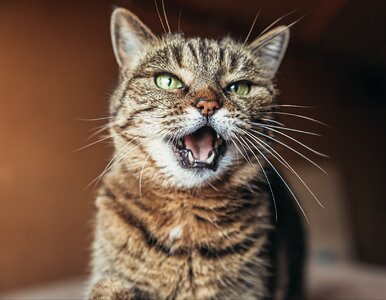 Miniatura: Koty wolą mężczyzn czy kobiety? Badacze...