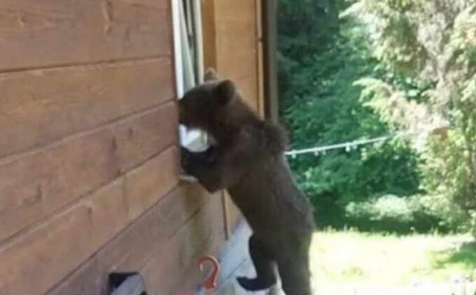 Niedźwiedź próbował wejść do domu
