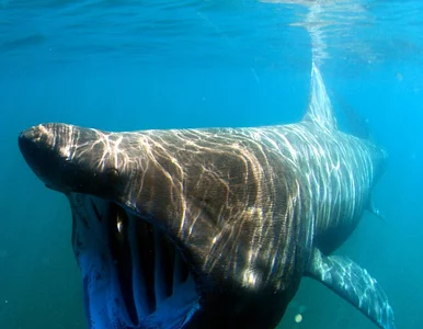 Miniatura: Długoszpary osiągają nawet 12 metrów...