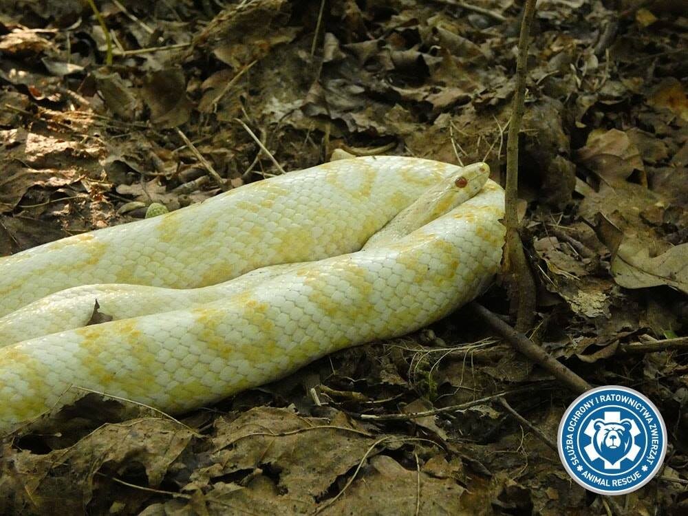 Wąż zbożowy znaleziony w Lasku Bielańskim 