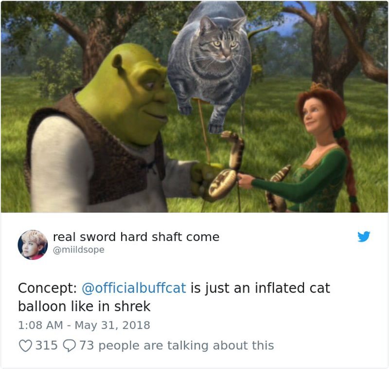Buff cat w "Shreku" 