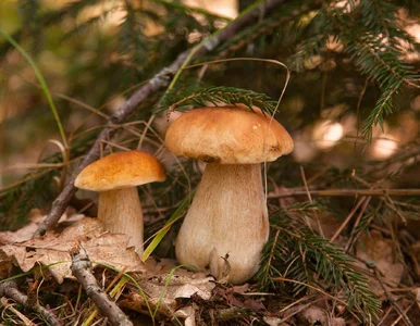 Miniatura: Niezwykłe borowiki zerwane w polskim...