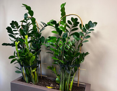 Miniatura: Wsyp łyżeczkę do wody i podlej...