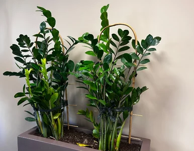 Miniatura: Wsyp łyżeczkę do wody i podlej...