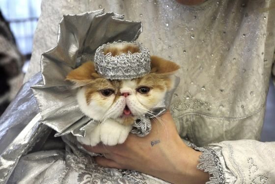 Kot w sukience chyba nie czuje się najlepiej (fot. EPA/TATYANA ZENKOVICH/PAP)