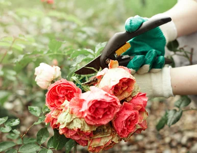 Miniatura: QUIZ ortograficzny! Sprawdź swoją wiedzę...