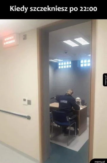 Mem z okazji Dnia Psa 
