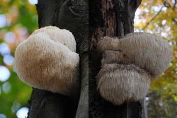 Soplówka jeżowata (Hericium erinaceus) 