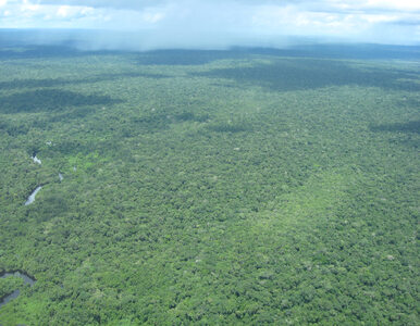 Miniatura: Zaginieni badacze z Amazonii narazili się...