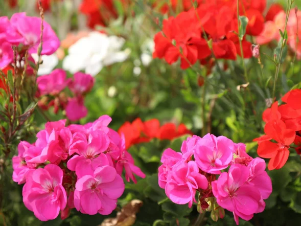 Miniatura: QUIZ. Rozpoznasz te rośliny? Jeśli...