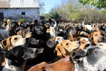 Psy przebywające w schronisku Sashy 