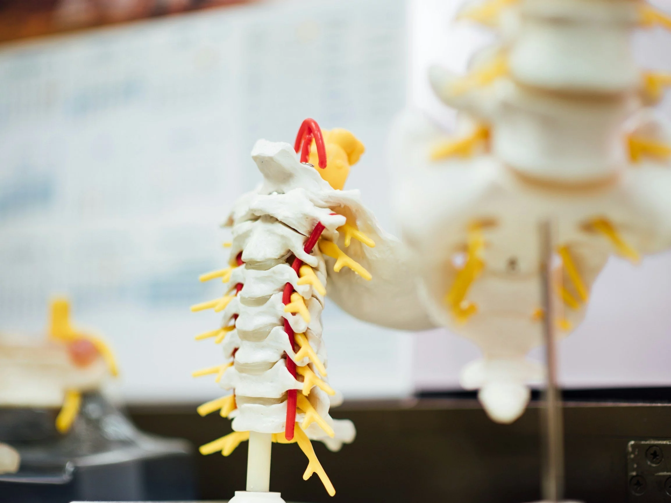 Łatwiutki quiz z anatomii. Wstyd tego nie wiedzieć