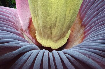 Dziwidło olbrzymie / Amorphophallus titanum