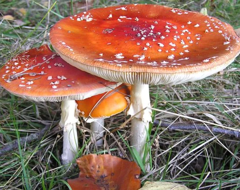 Miniatura: Nieudane grzybobranie Napieralskiego