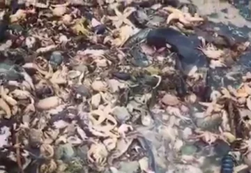 Zwierzęta wyrzucone na brzeg 