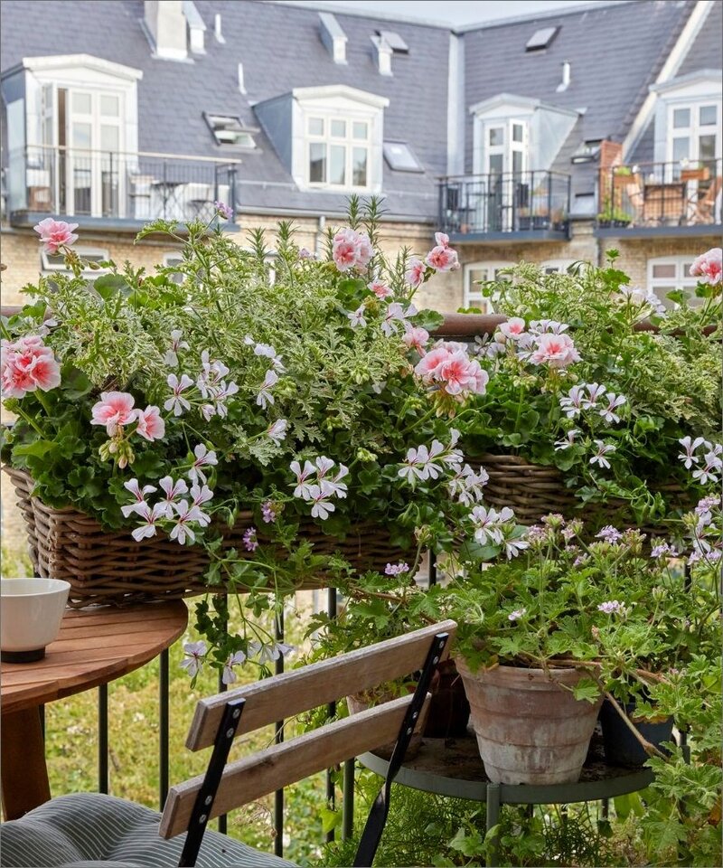 Pelargonie
