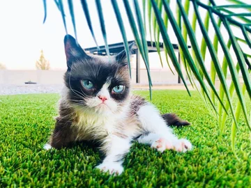 Grumpy Cat 