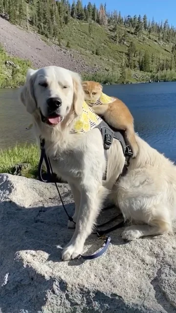 Pies Samson i kot Cleo 