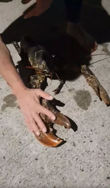 Krab wyłowiony przez nurka 