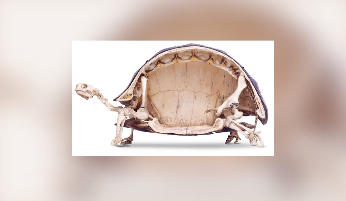 Szkielet żółwia 