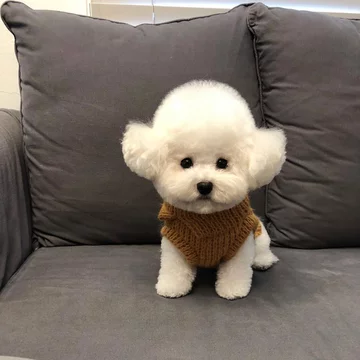 Przedstawiciel rasy bichon frise 