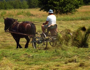 Miniatura: 500 zł kary za przekleństwo... którego nie...