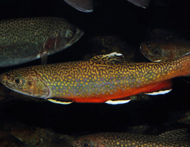 Miniatura: Padł nowy rekord, w środowisku wędkarskim...